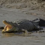 cual-es-la-diferencia-entre-un-cocodrilo-y-un-caiman.webp.webp